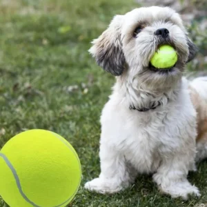 Pelota Tenis Gigante para Perros
