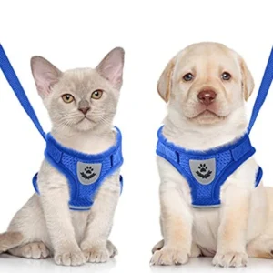 Pretal Con Correa Talle Xl para Perros
