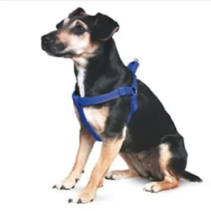 Pretal Pp Nro 6 para Perros