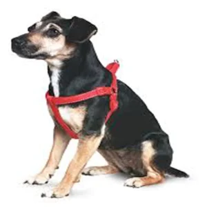 Pretal Pp Nro 8 para Perros