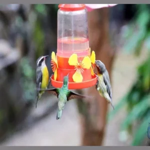 Bebedero Colibri para Mascotas